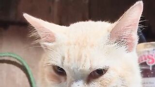 kucing 3