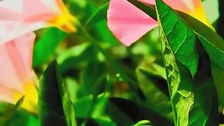 The beautiful  flowers seen