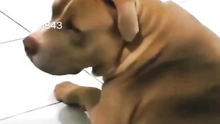 Funny Dog Viral Video 4