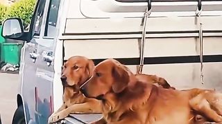 Funny Dog Viral Video 5