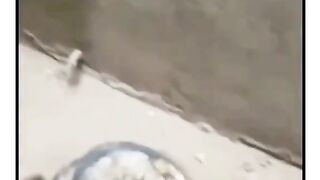 Funny squirrel Viral Video