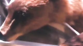 Funny Panda Viral Video