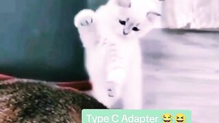 Funny Cat Viral Video 4