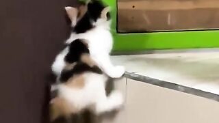 the cuteness of the cat