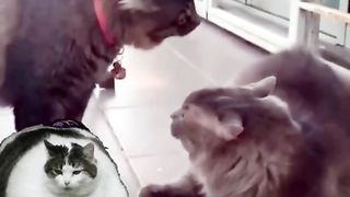 Funny Cat Viral Video 5