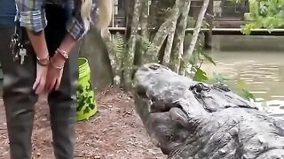 Funny Crocodile Viral Video