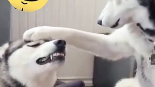 Funny Dog Viral Video 6