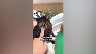 New Funniest Cat Fight Straight 10 Minutes ???? Funniest Cats & Dogs Videos????????