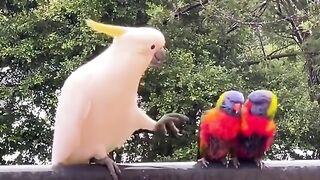 Funny Parrot Viral Video