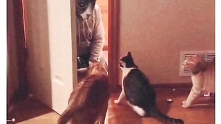 Funny Cat Viral Video 6