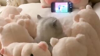 Funny Animals moment