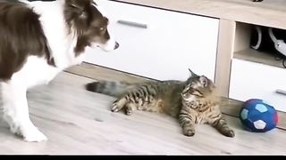 Funny Cat Vs Dog Viral Video 3
