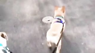 Funny dogs 20
