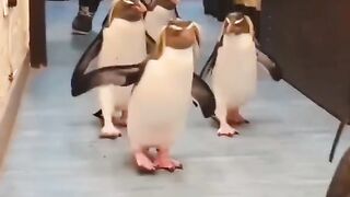 Funny penguins Viral Video