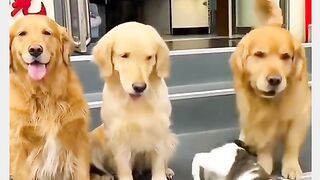 Funny Dog Vs Cat Viral Video 2