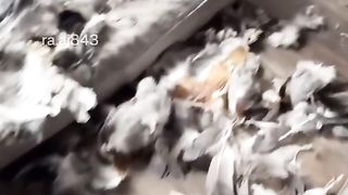 Funny Dog Viral Video 7