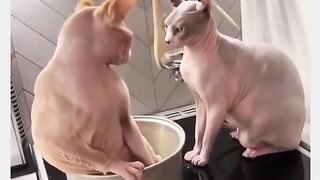 Funny Cat Viral Video 7