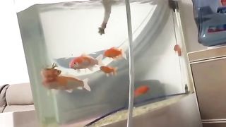 Funny Cat Vs Fish Viral Video