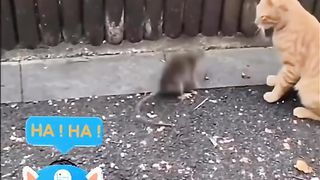 Funny Cat Vs Rat Viral Video