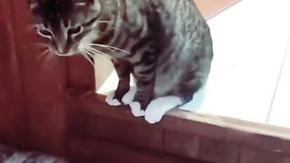 Funny Cat Viral Video 8