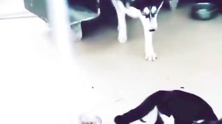 Funny Cat Vs Dog Viral Video 4
