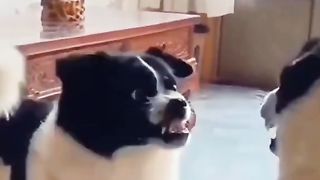 Funny Dog Viral Video 8
