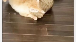Funny Cat Viral Video 9