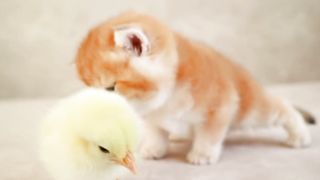 Funny Video | Viral Video | Trending Video | #nature #febspot