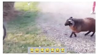 Funny Sheep Viral Video