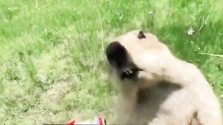 Funny Squirrel Viral Video