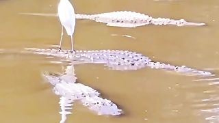 Funny Crocodile Viral Video 2