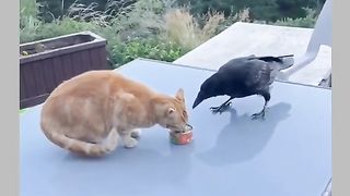 Funny Cat Vs Crow Viral Video