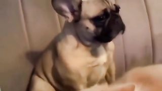Funny Dog Vs Cat Viral Video 3