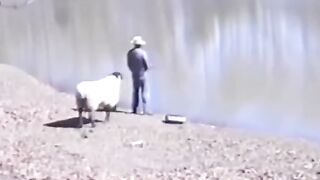 Funny Sheep Vs Man Viral Video