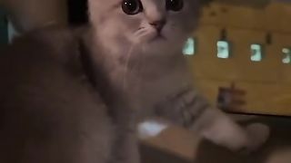 my cat ????????????????????????
