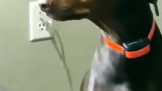 Funny Dog Viral Video 9