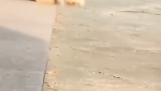 Funny Puppies Viral Video