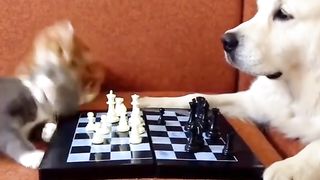 Funny Cat Vs Dog Viral Video 5