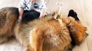hello baby hello doggy hello my dream worlds ????????????????????????