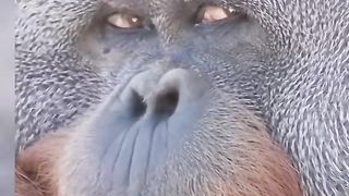 Funny Monkey Viral Video 20