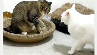 Funny Cat Viral Video 10
