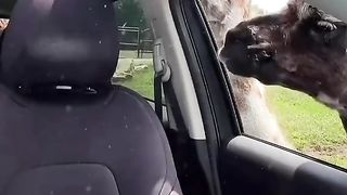 Funny Camel Viral Video