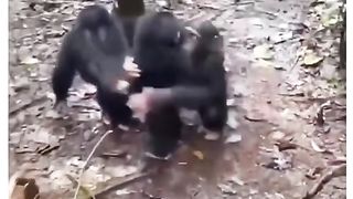 Funny Monkey Viral Video 21