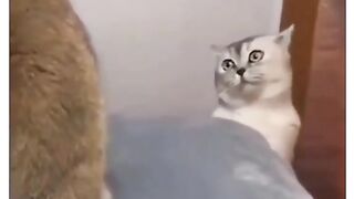 Funny Cat Viral Video 11