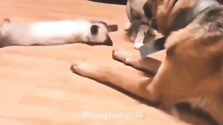 Funny Cat Vs Dog Viral Video 6