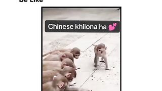 Funny Monkey Viral Video 22