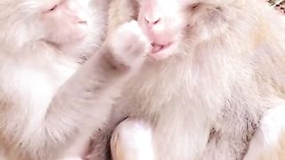 Funny Monkey Viral Video 23