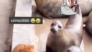 Funny Cat Viral Video 12