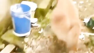 Funny Dog Viral Video 10