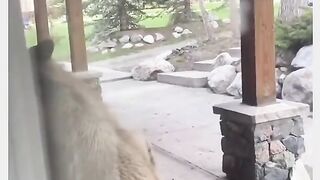 Funny Panda Viral Video 2